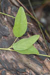 Sampson's snakeroot